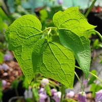 Ranzania japonica
